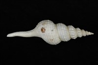 藏品(長旋螺 )的圖片